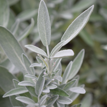 Cargar imagen en el visor de la galería, Fragancias,esencias,aromas