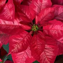 Cargar imagen en el visor de la galería, Fragancias,esencias,aromas
