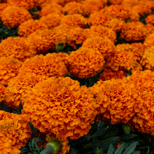 Cargar imagen en el visor de la galería, Fragancias,esencias,aromas
