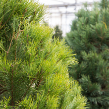 Cargar imagen en el visor de la galería, Fragancias,esencias,aromas
